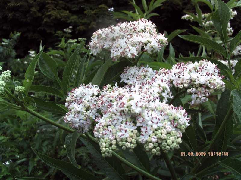 Sambucus ebulus